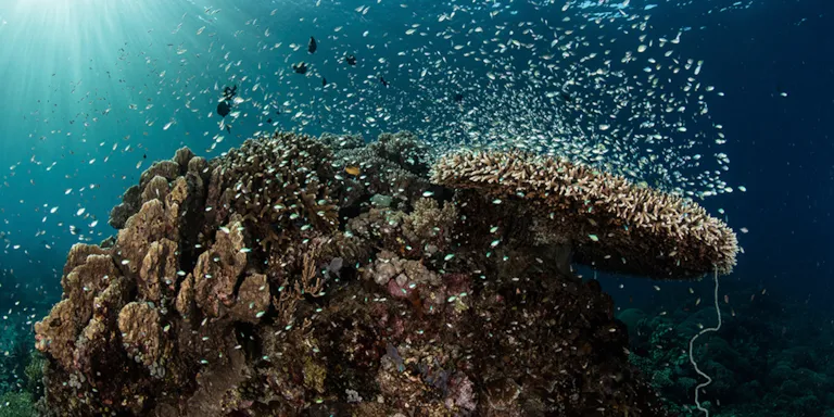 Biodiversity assessments including impact, risk, dependencies and opportunities