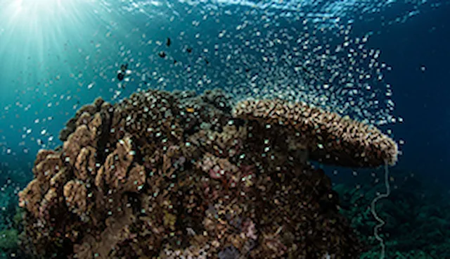 Biodiversity impacts, dependencies, risks and opportunities