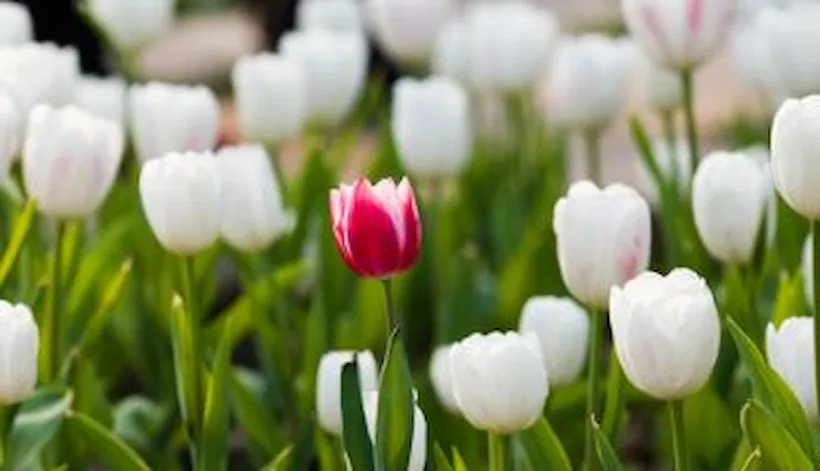 Are companies taking advantage of diversity & inclusion