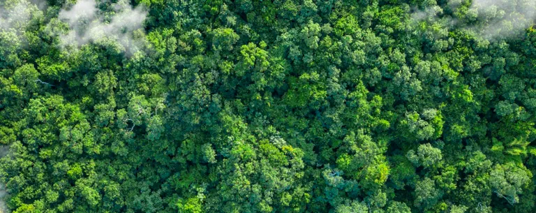 Forest aerial view