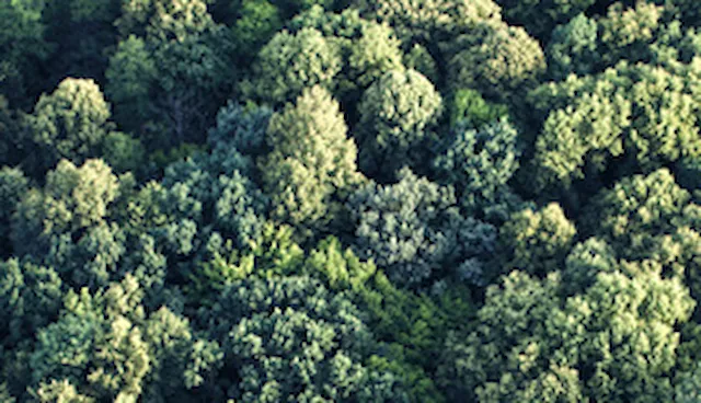 FSC® chain of custody certification