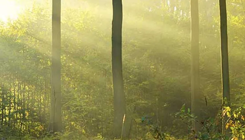 FSC® Chain of Custody