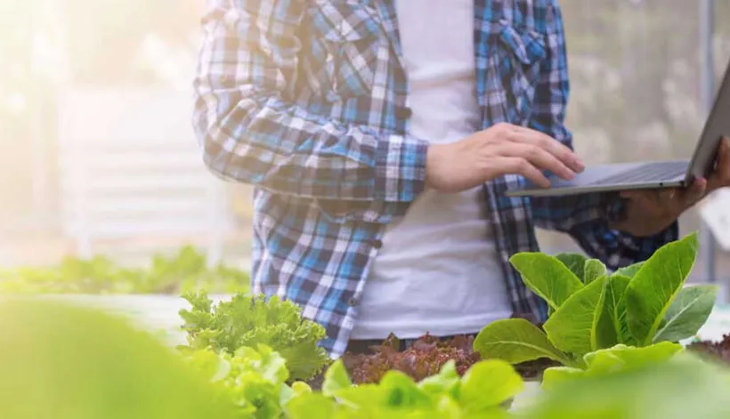 Farmer are checking the quality of organic vegetables