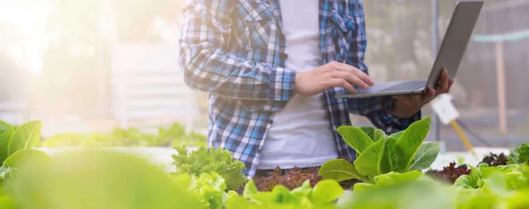 Farmer are checking the quality of organic vegetables
