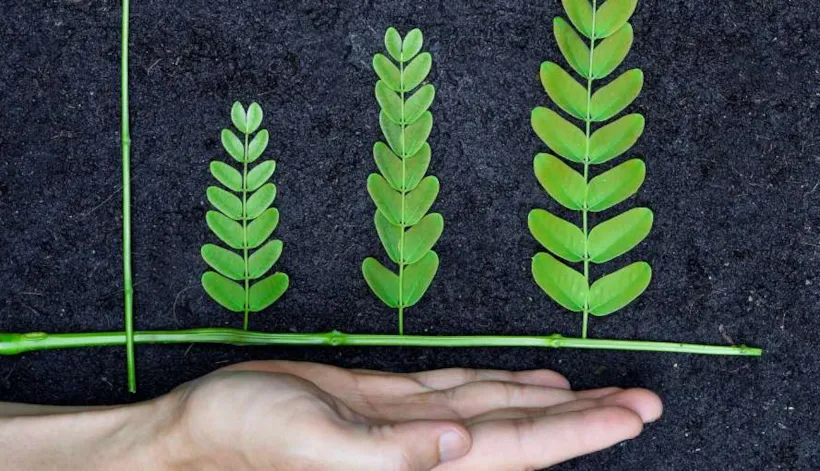 Greenwashing: 6 reasons why businesses do it