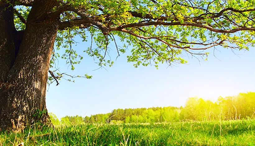 Internrevision FSC® och PEFC