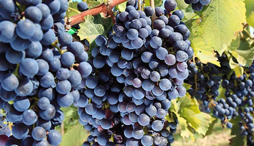 My Story™ wine - telling the story of every bottle