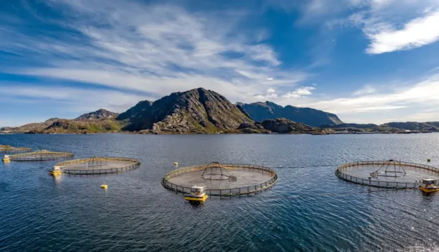 SE-17 Fish cage analysis 