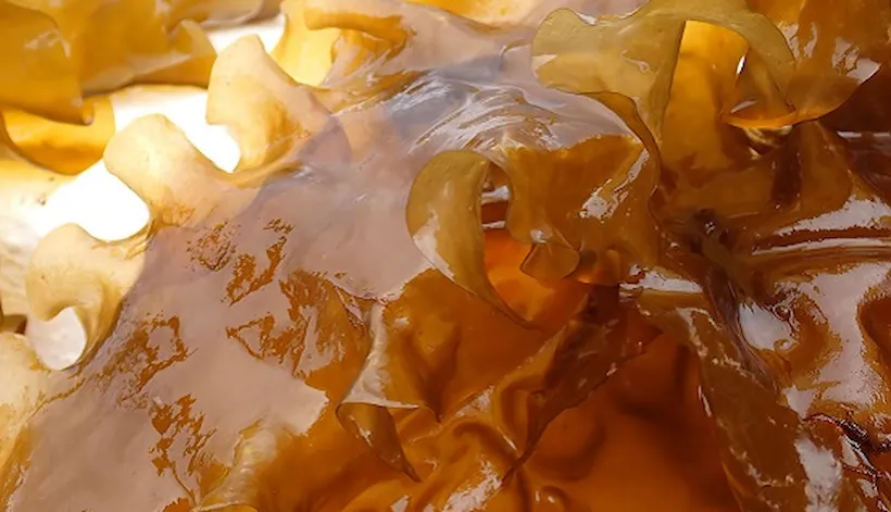 Seaweed Carbon Solutions