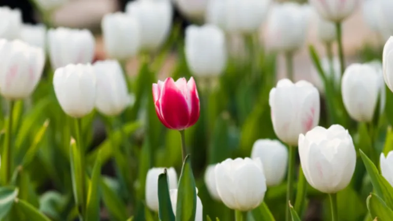 ViewPoint 2022 Q2 Diversity Inclusion_2500x1181