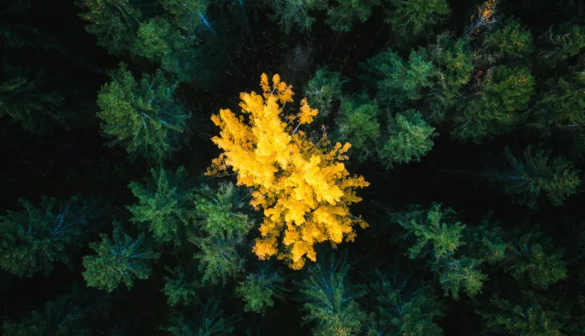 多元化、公平和包容性管理