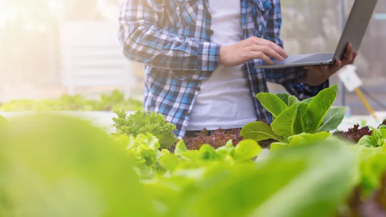 Farmer are checking the quality of organic vegetables