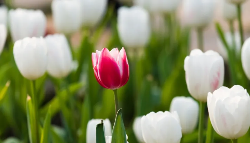 One red tulip in a sea of white tulips